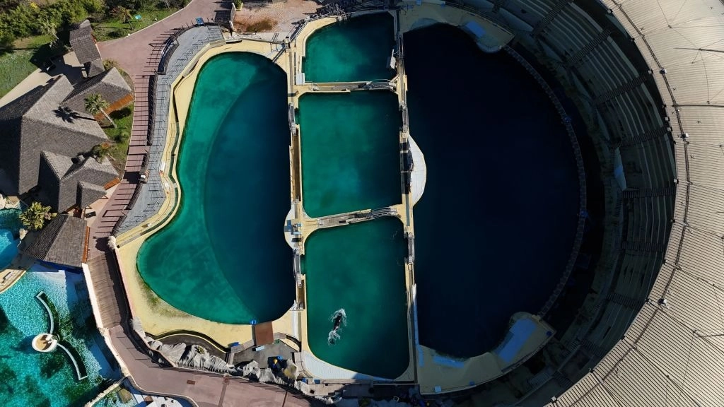 Campaigners' dire warning for two orcas 'left for dead' in abandoned marine park as new heartbreaking video goes viral