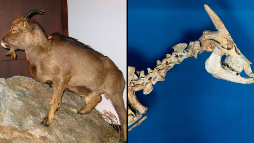 Humans likely responsible for extinction of world’s only cold-blooded mammal