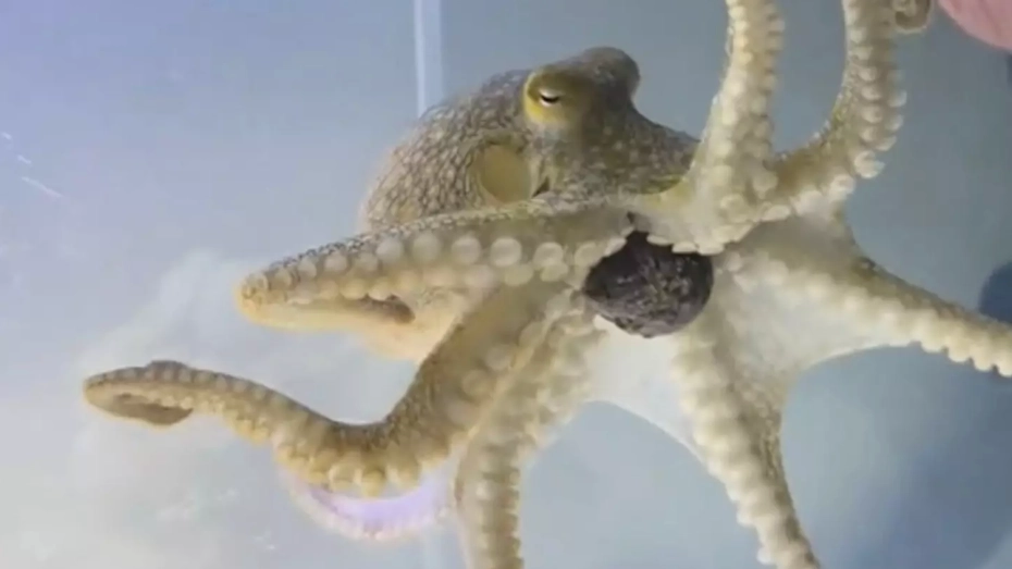 Family shared tragic update after they bought pet octopus for nine-year-old son that went on to destroy their home