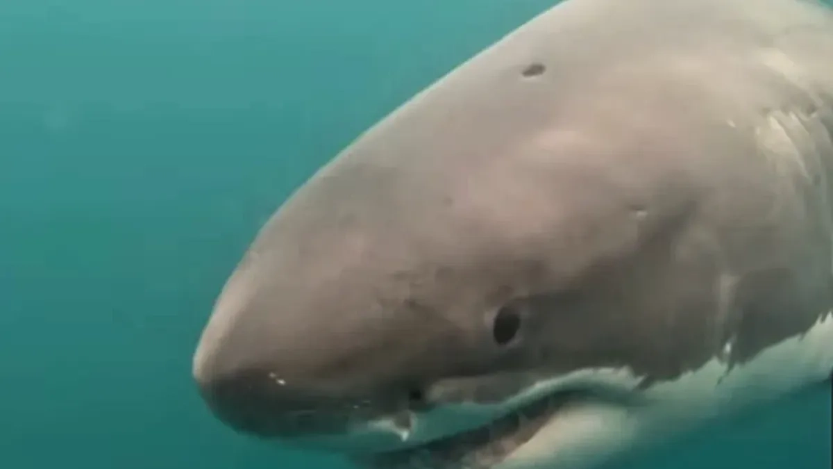 16ft great white shark found with mysterious circular hole in head