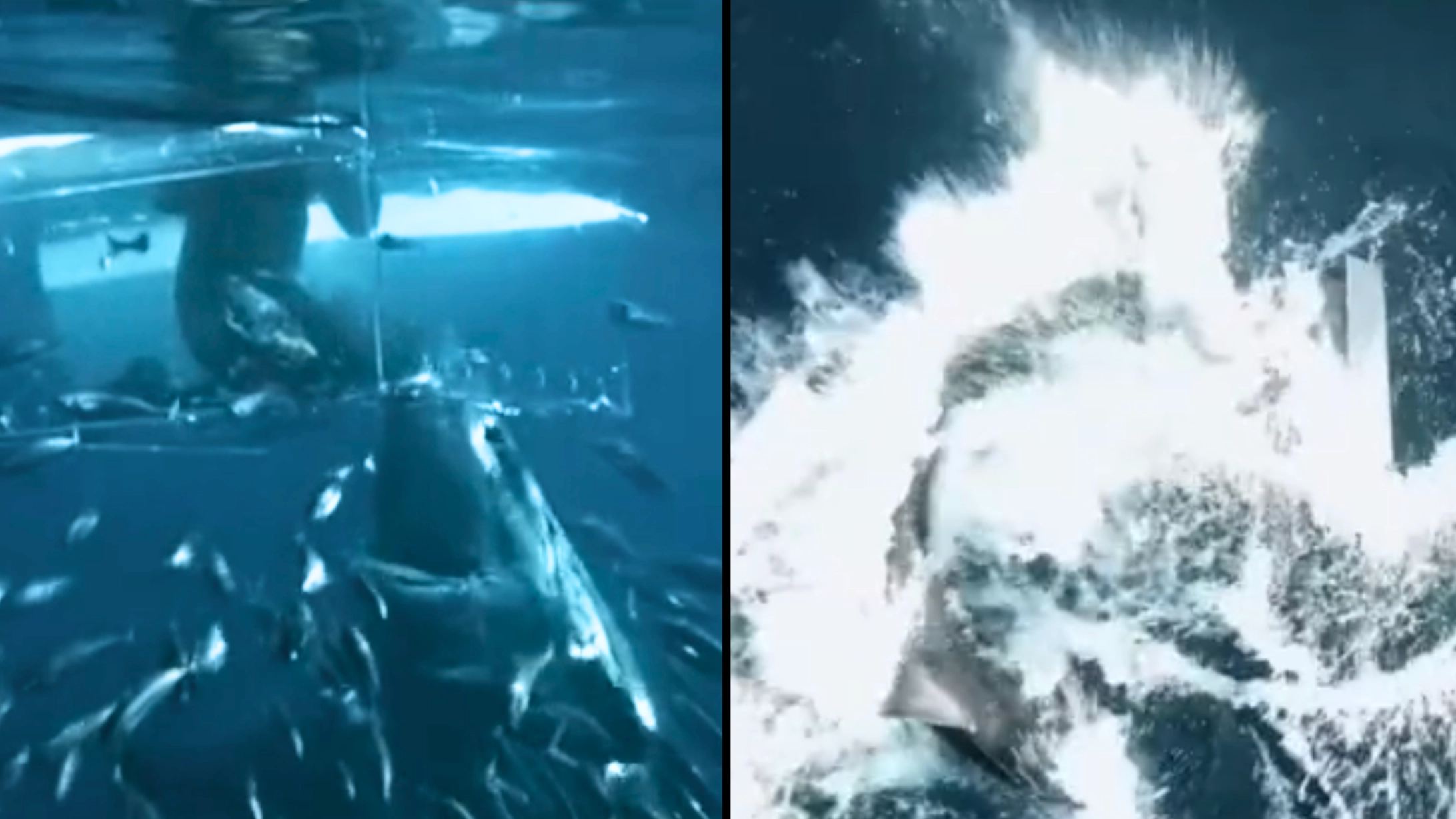 Diver sits in cage to get close to Great White Shark but is punished after making catastrophic error