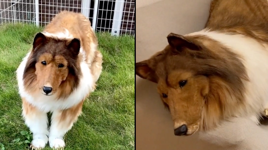 Man who spent £12,480 to become a dog worries his friends will think he's weird