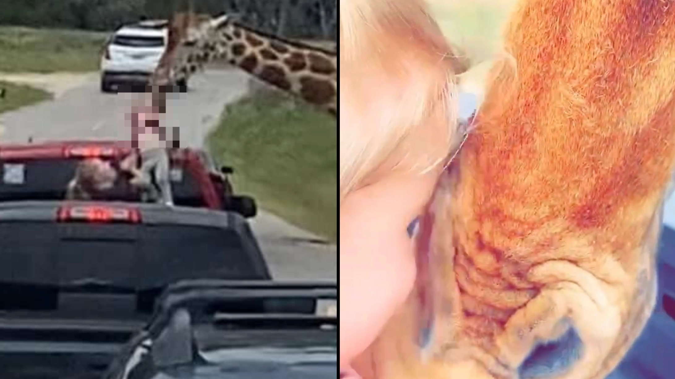 Family in shock as giraffe plucks toddler out of car with its mouth during drive-thru safari