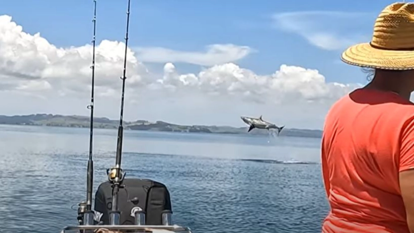 Incredible Footage Shows Moment Fisherman Accidentally Hooks Great White Shark