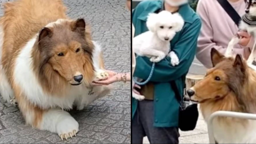 Man who spent £12,000 to become 'human border collie' says cruel dogs won't play with him