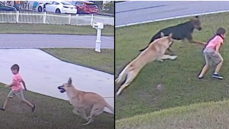 Unbelievable moment 6-year-old’s dog saves him after another dog tries to attack him