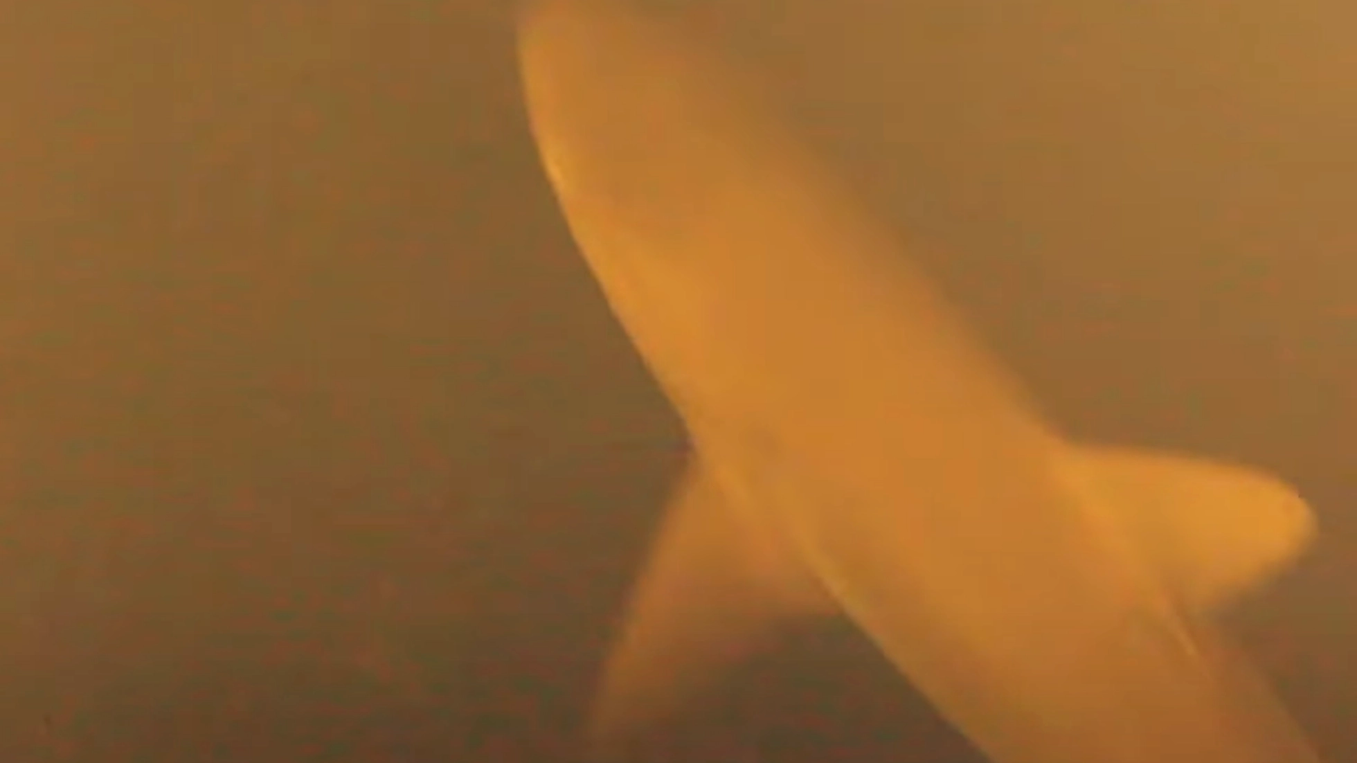 Scientists shocked to find sharks living inside active underwater volcano