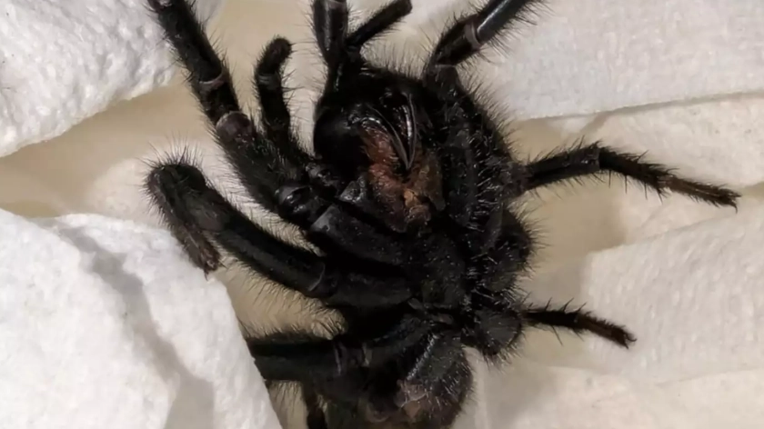 How to spot venomous 'Europe's largest spider' as Brits issued warning after it arrived in UK