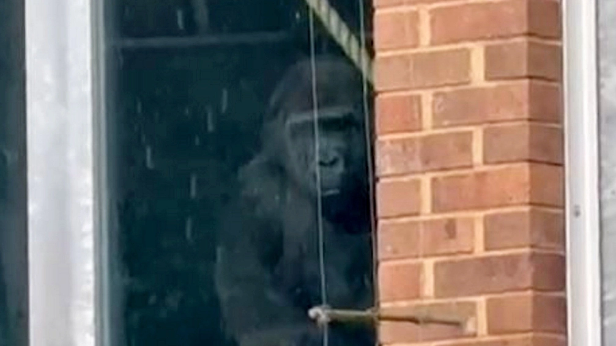 Zoo releases statement after explorers found gorillas banging on window despite ‘shutting years ago’
