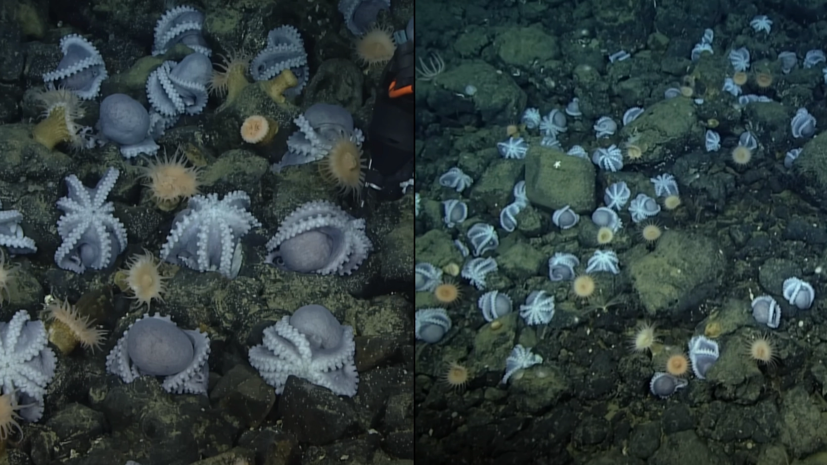 Scientist solve mystery of why thousands of octopuses gather at mysterious spot to die