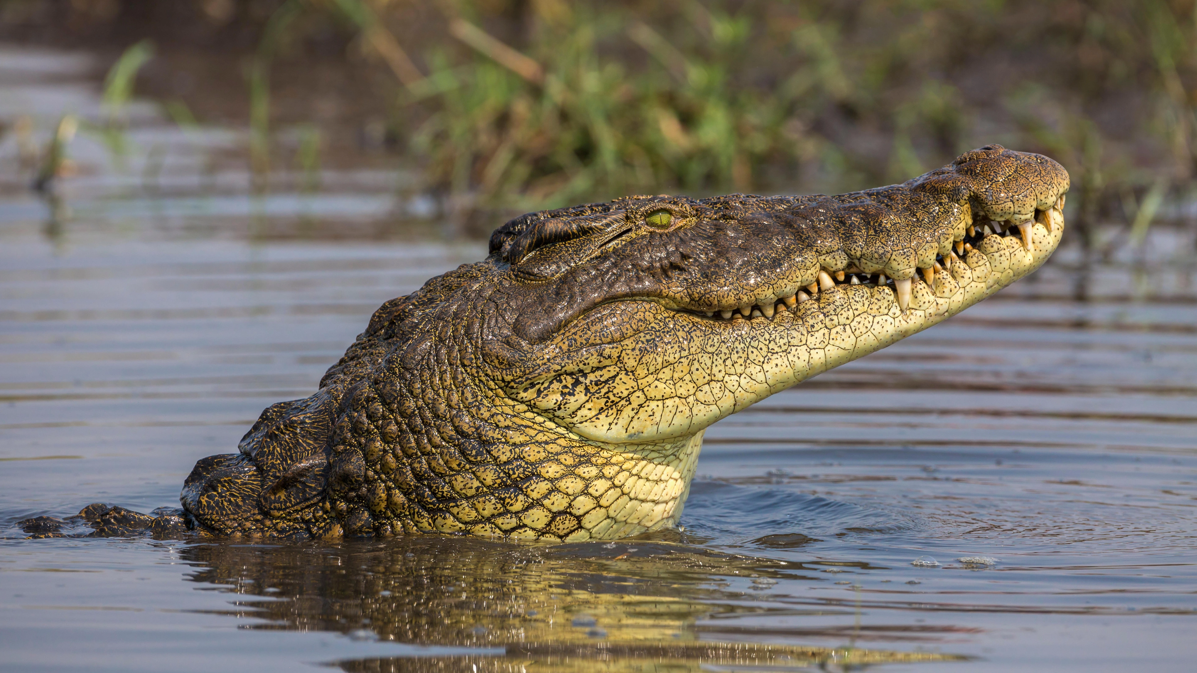 Giant Crocodile Discovered With Baby Dinosaur Still In Its Stomach