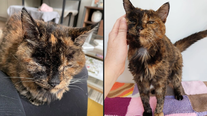 Flossie wins Guinness World Record for being the oldest cat on the planet