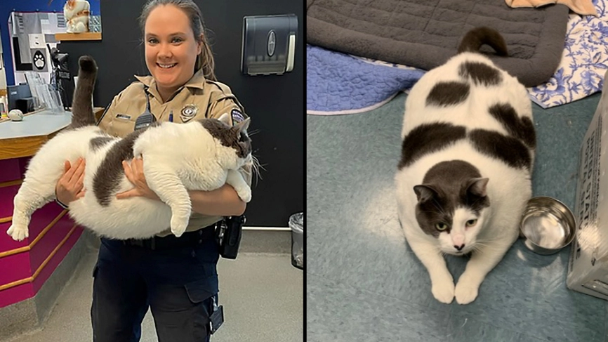 'Largest cat anyone has ever seen' gets adopted quickly after going viral online
