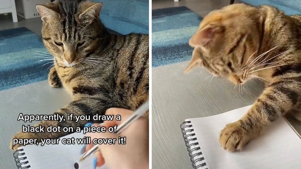 Why Do Cats Cover The Black Dot? TikTok Trend Explained
