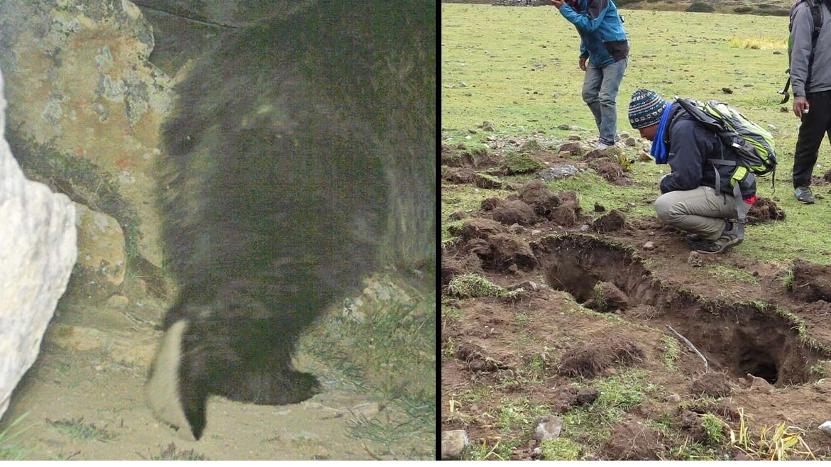 Mystery of the Yeti may finally be solved with new images captured by scientists