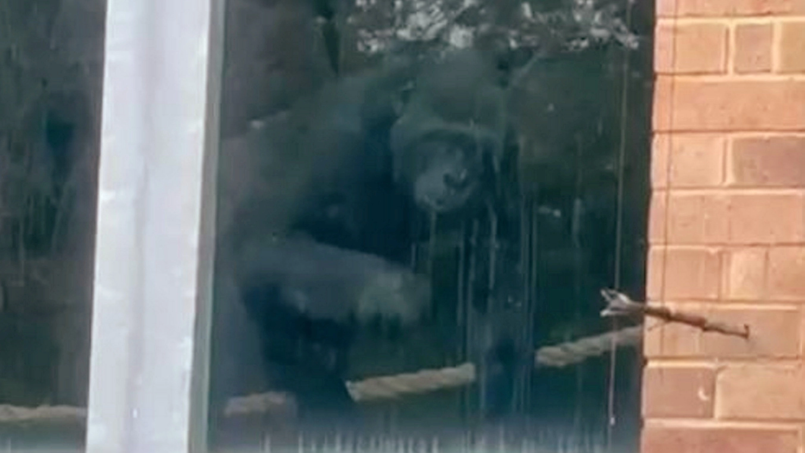 Brit zoo found with gorillas banging on window by explorer despite shutting years ago issues plea