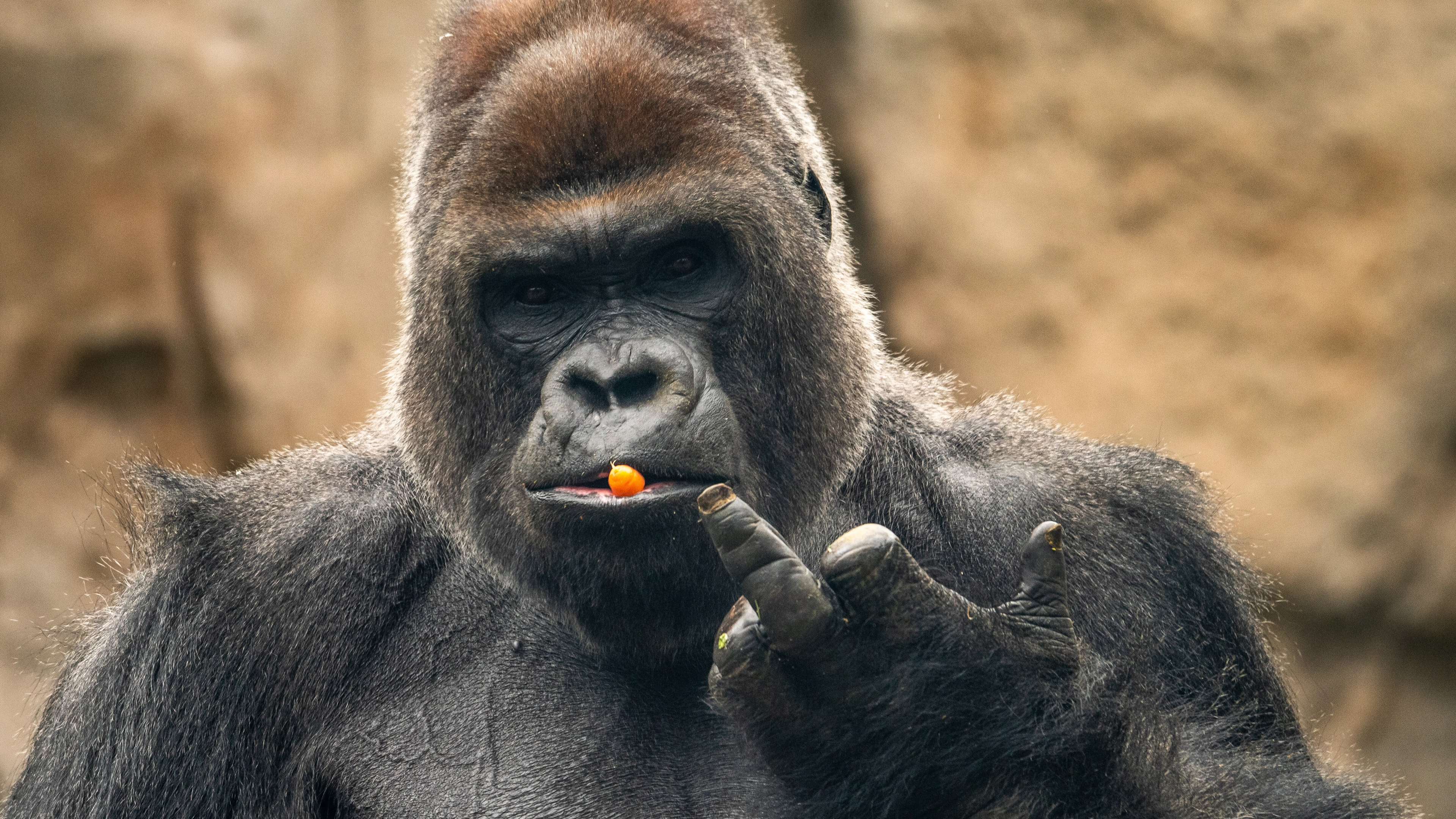 Expert reveals whether 100 men could beat one gorilla in a fight after viral debate