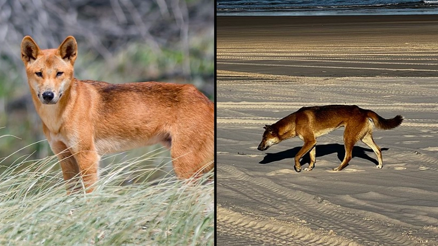 Rangers euthanise dingo after it attacked a woman on Australia’s K’Gari Island