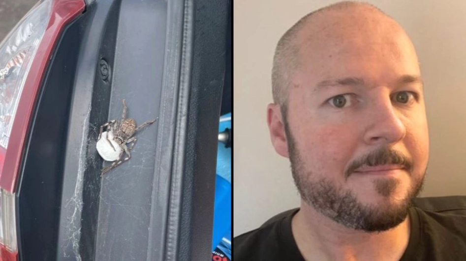 Man finds nest of world's largest spider with 200 babies in car boot