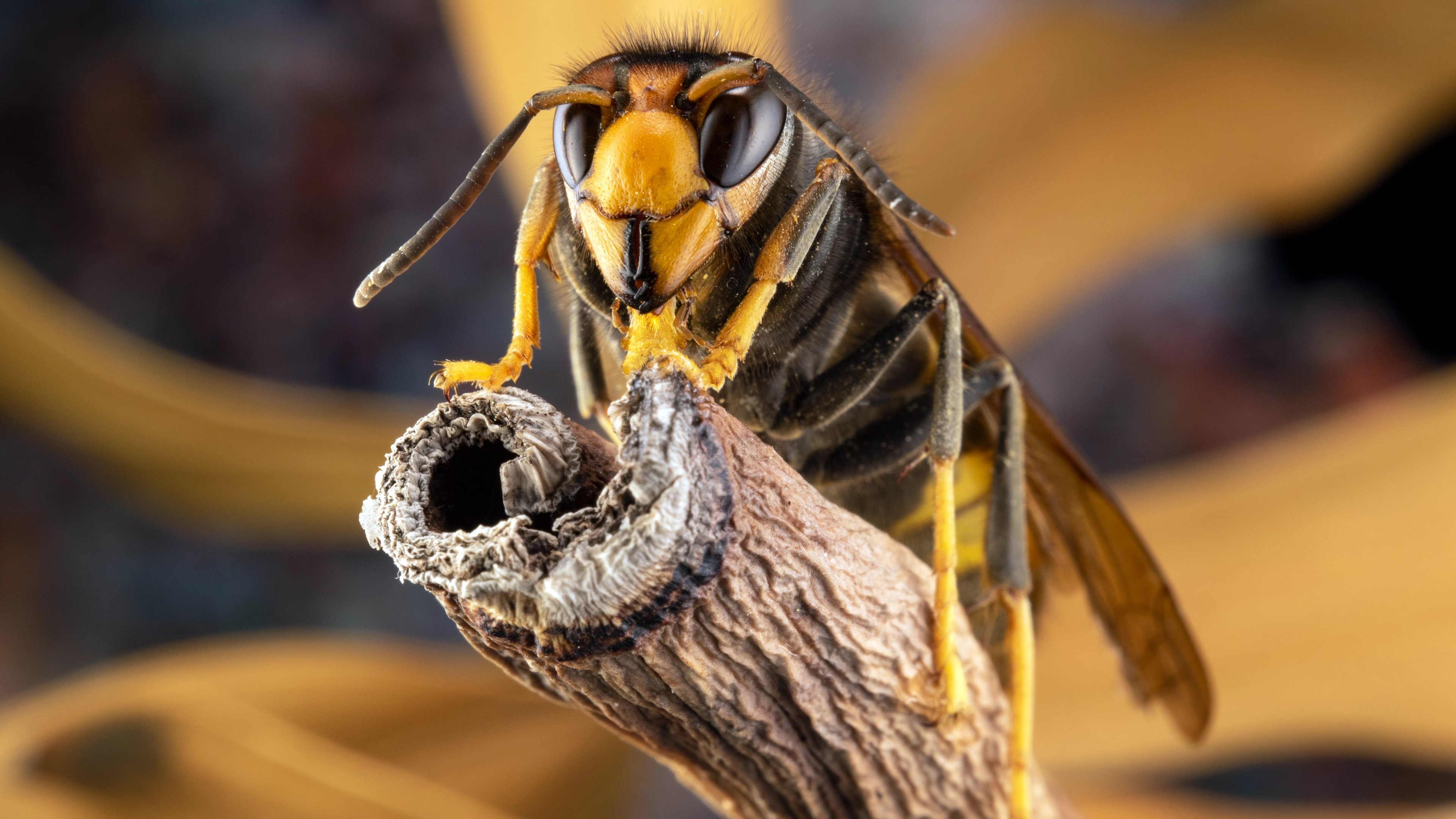 UK's first Asian Hornet nest of 2025 discovered as experts issue warning of 'unprecedented' invasion