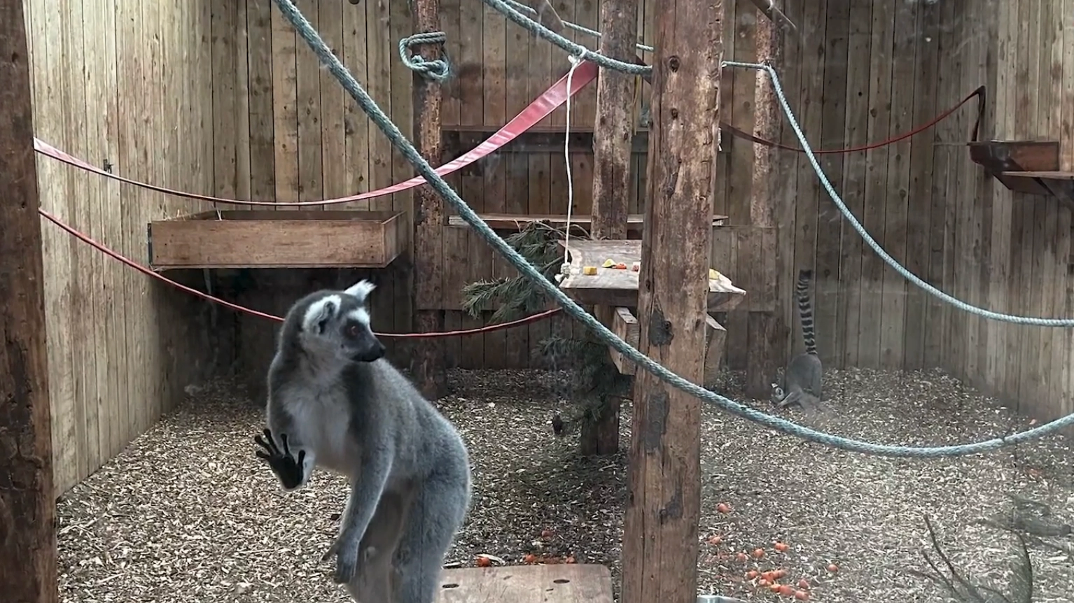 Inside 'UK's worst zoo' where keeper was mauled to death and animals disappeared