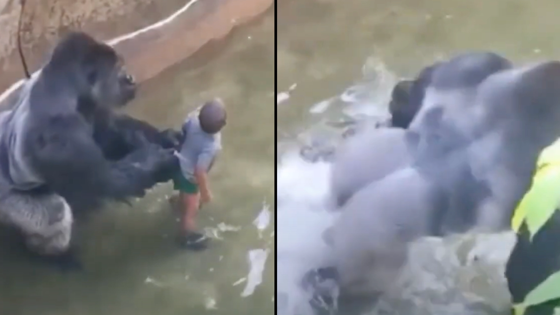 Police phone call shows distressing moment child fell into Harambe's enclosure that saw gorilla killed
