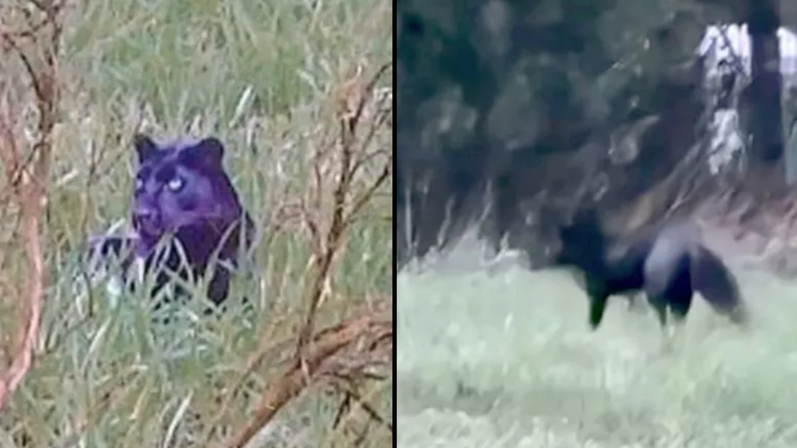 Animal expert believes they've solved UK big cat sightings