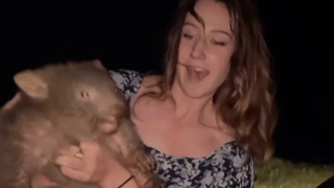 Influencer flees Australia after taking baby wombat from its mother in distressing footage