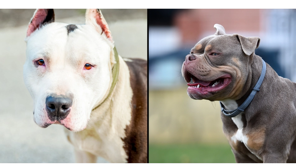 What will happen if you’re caught with XL Bully after UK announces dog ban