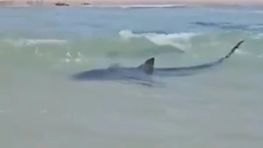 Tragic warning given to man who went missing and feared dead after being dragged away by shark