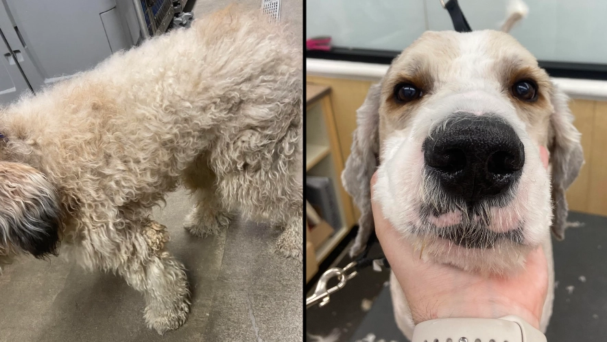 Horrified dog groomer ‘violently sobbed’ after seeing state of dog she was treating