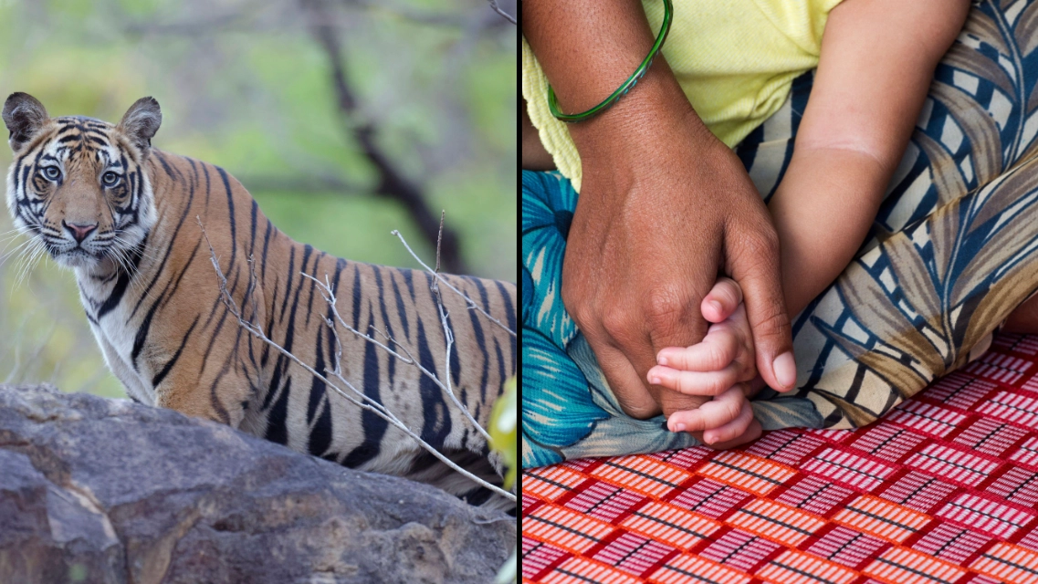Woman gives phrase 'tiger mum' new meaning after fighting off big cat with bare hands