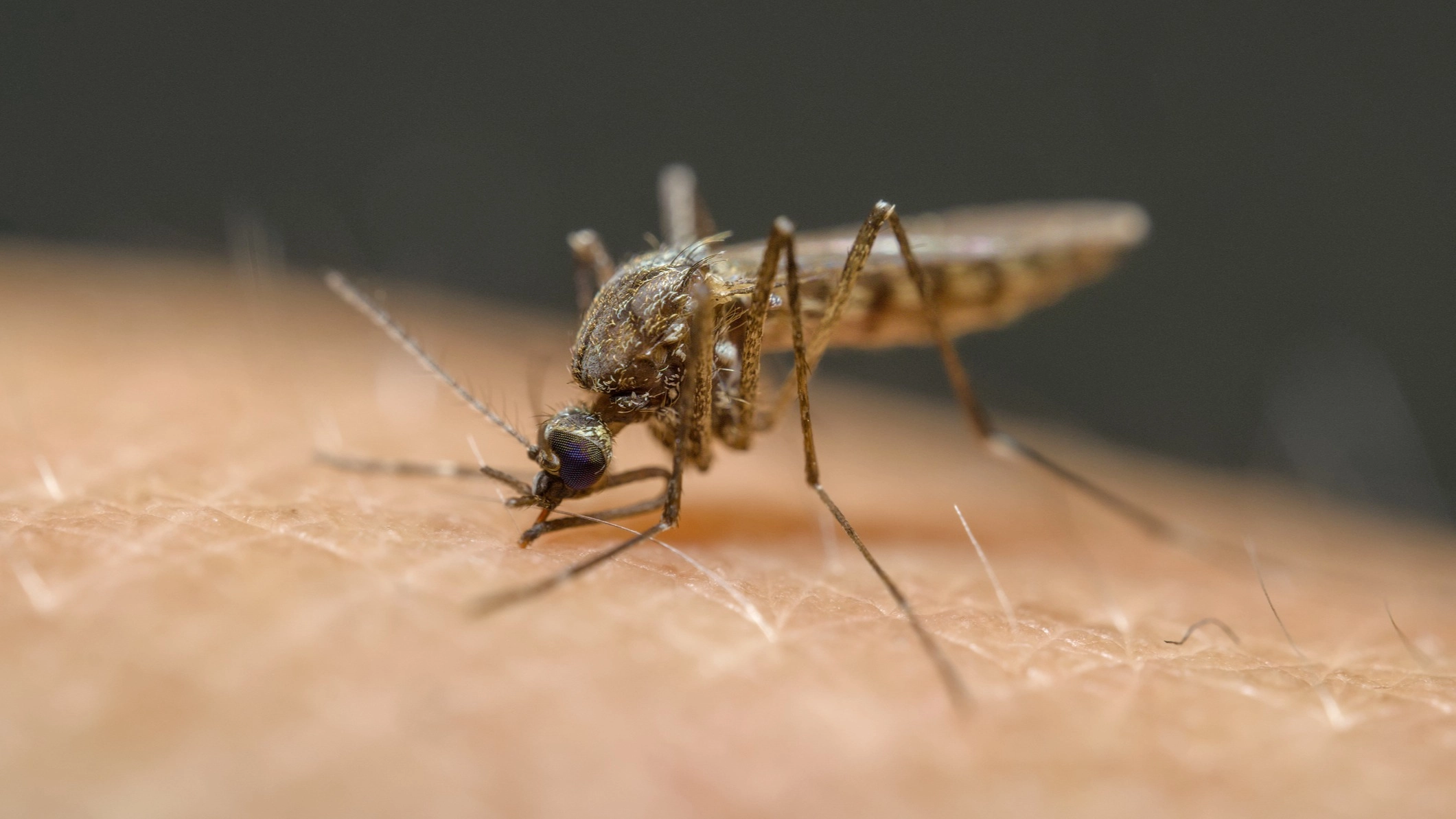 Scientists have worked out why some people get bitten by mosquitos more than others