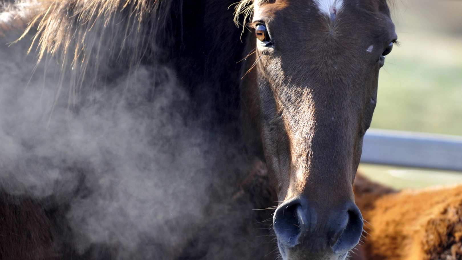 Barbaric culling of up to 13,000 wild horses will start in Australia this week