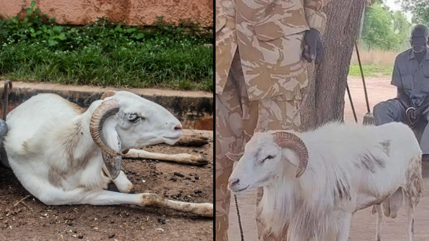 Sheep Sentenced To Three Years In Jail After Being Convicted Of Killing A Woman