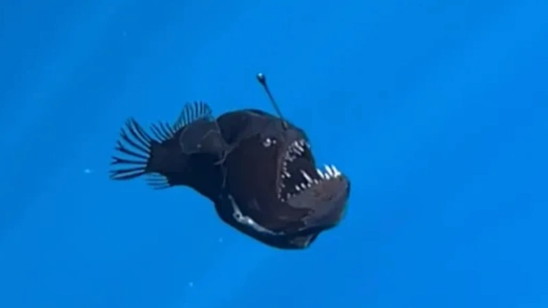 Marine expert reveals truth behind terrifying 'demon fish' caught on film