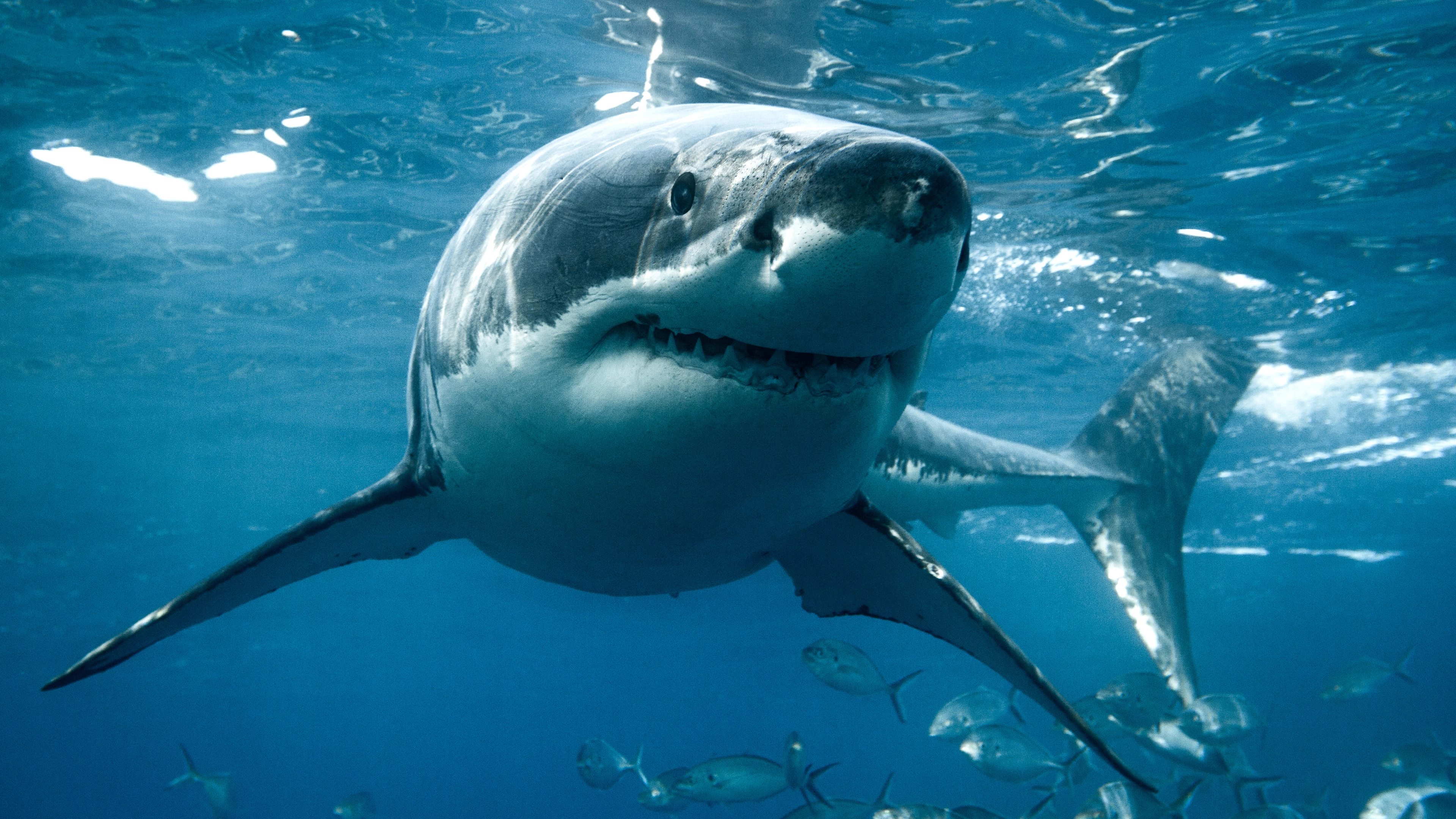 Tragic reason why no aquarium is able to have a great white shark on display