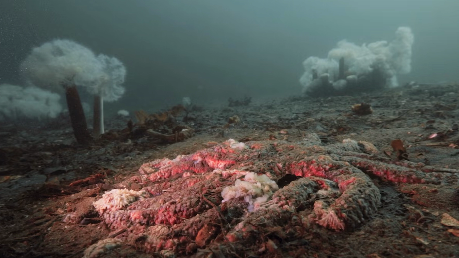 Scientists solve great ocean mystery behind billions of starfish turning to goo