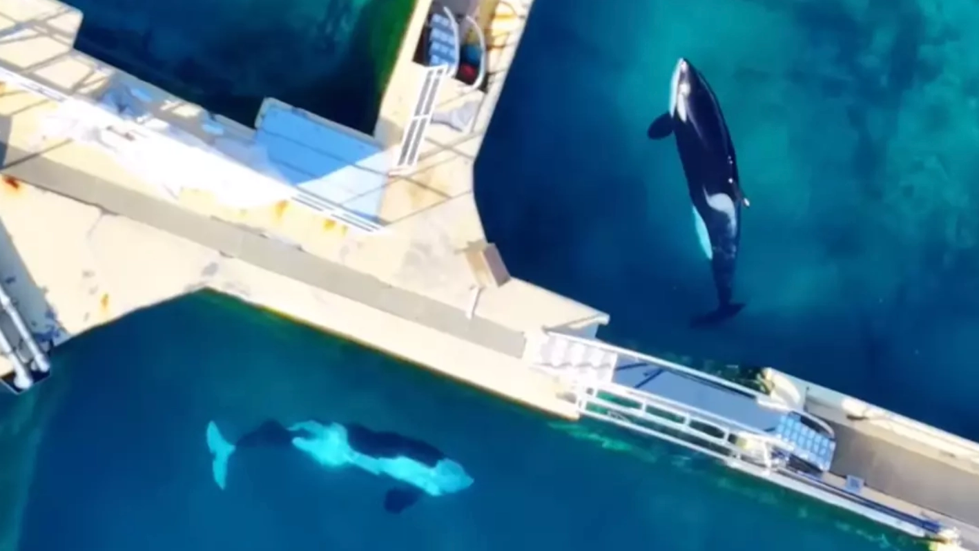 Campaigners issue fresh warning over two orcas ‘at risk of death’ after being kept in abandoned theme park
