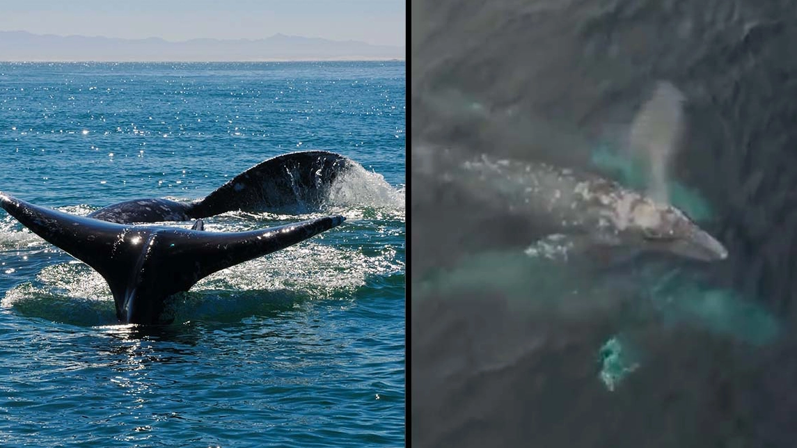 Gray Whales Often Have Threesomes