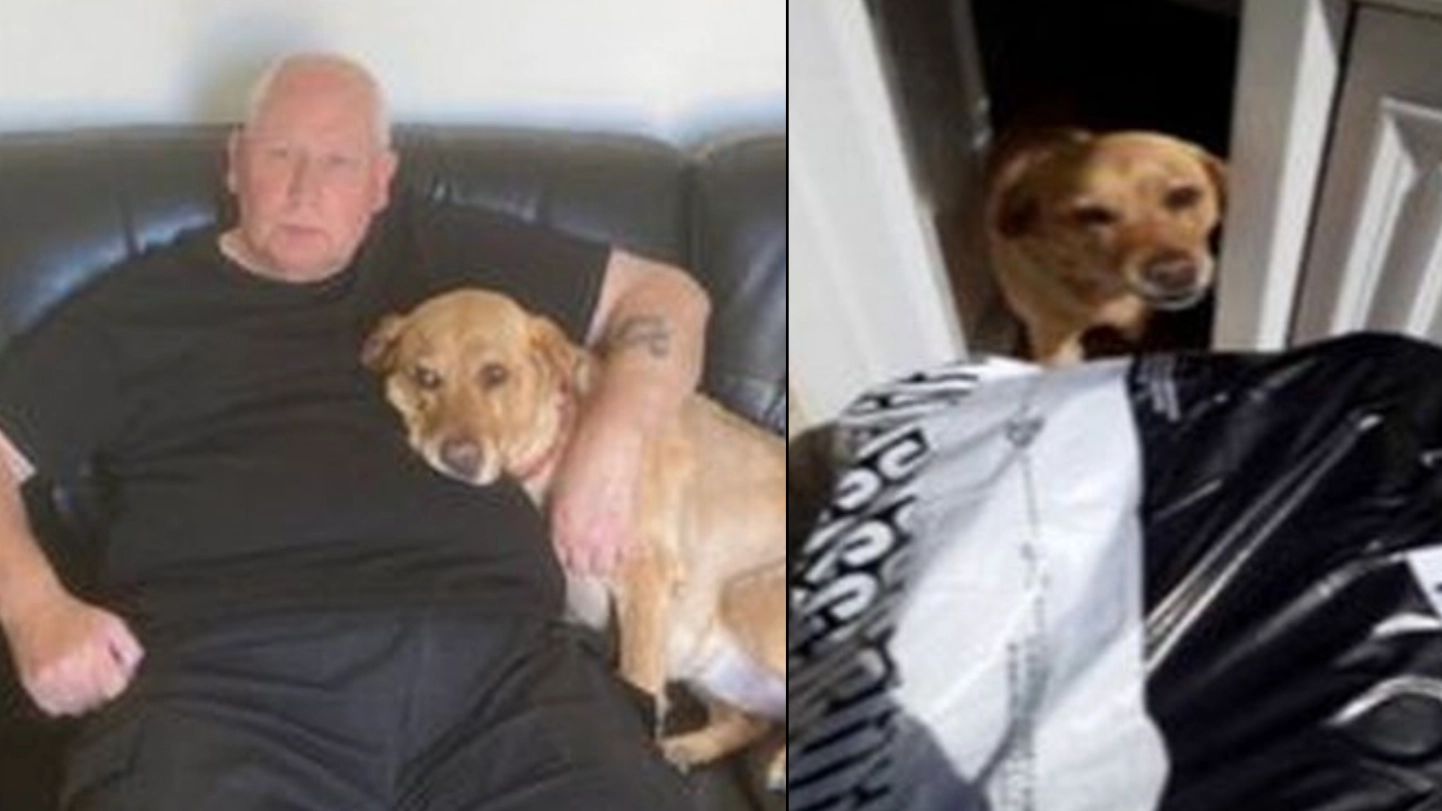 Hermes Courier Takes Pic Of Dog ‘Accepting’ Parcel As Proof Of Delivery