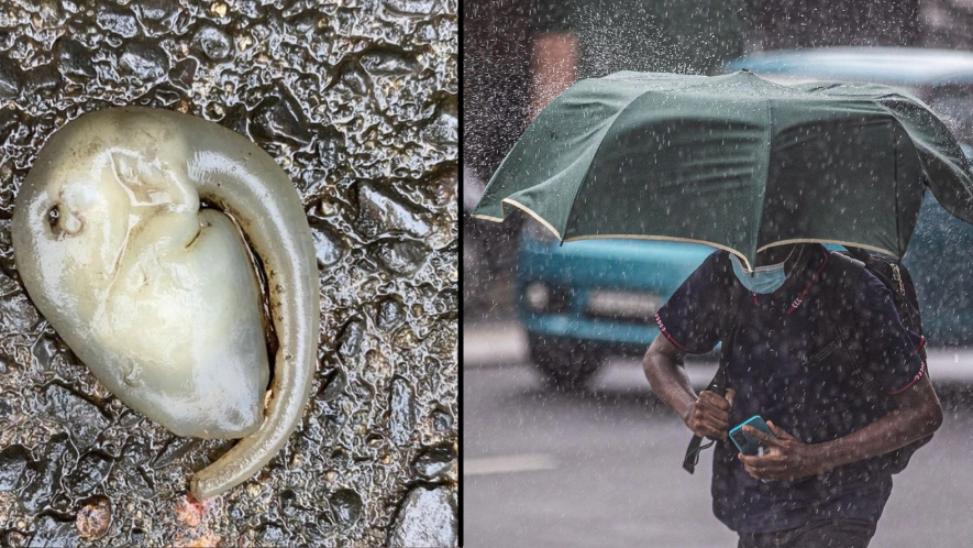 Terrifying 'Alien' Creature Found On Sydney Streets After Massive Rain