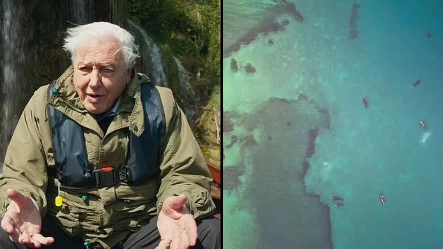 David Attenborough's film crew broke one major rule after spotting huge problem filming sea lions