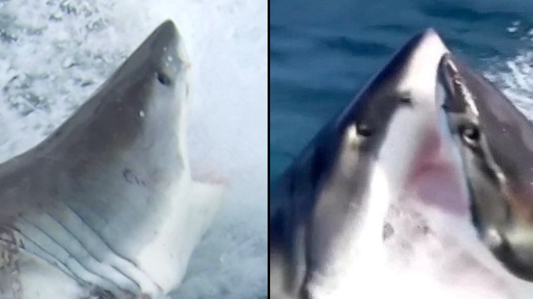 Great white sharks bite chunks out of each other in frenzied attack