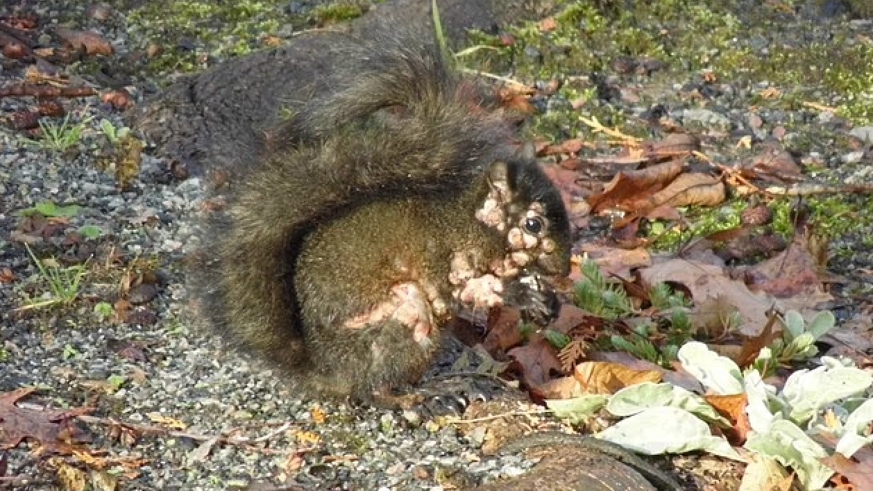 'Zombie squirrels' spotted in people's gardens throughout US as experts issue response