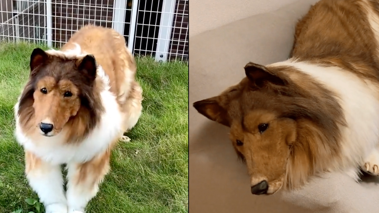 Man who spent £12,500 to 'become a dog' explains why he wanted to be one