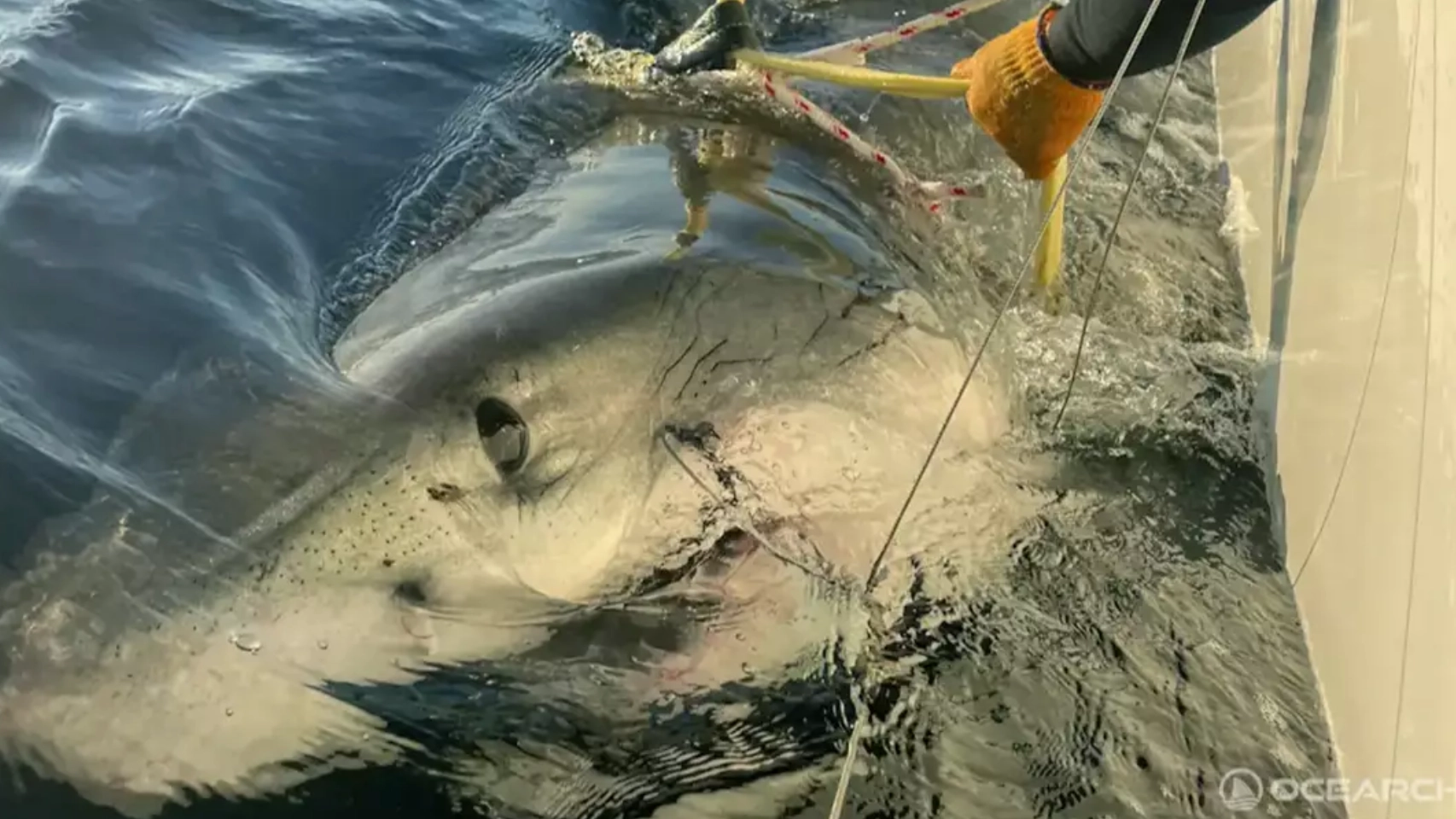 Where biggest male great white shark ever recorded is now after location tracker pings
