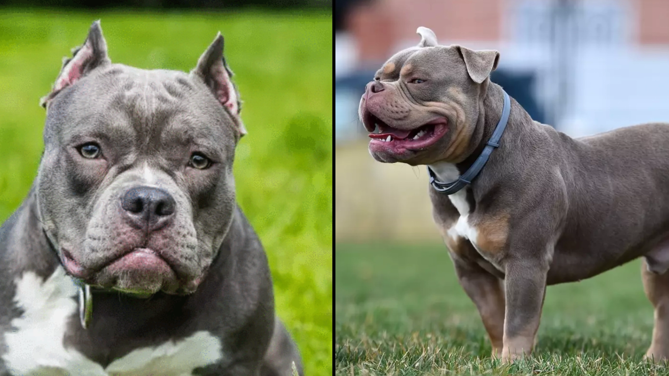 How many American XL bully attacks there have been in the UK