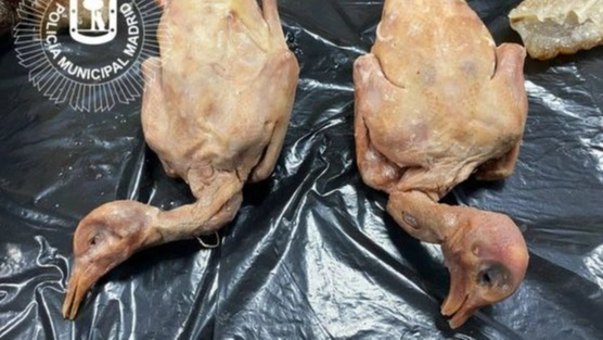What happens if humans eat street pigeons after Chinese restaurant closed down for selling them as 'roasted duck'