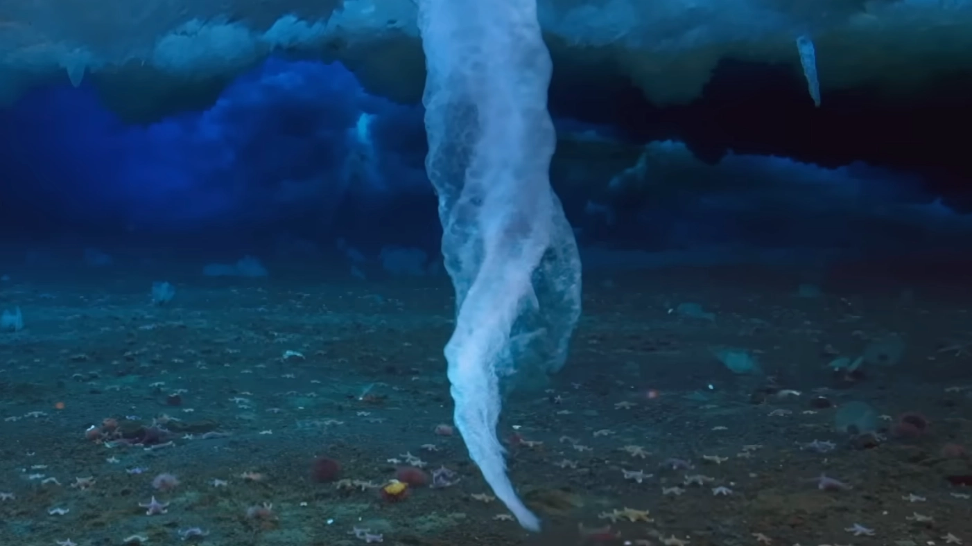 Why you should be concerned if you come across 'finger of death' while swimming in the ocean